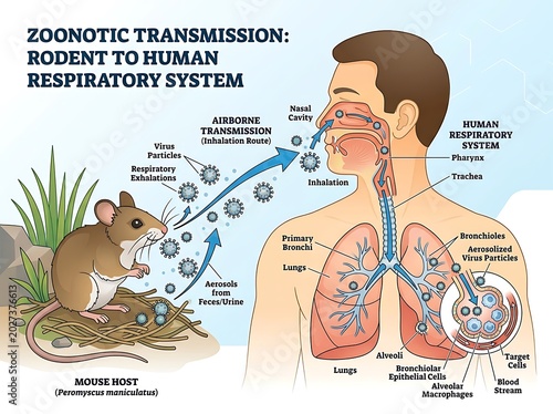 Illustration of zoonotic transmission detailing airborne particles from a rodent spreading to a human respiratory system
