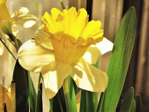 Daffodil soaking up the Springtime sun. 
