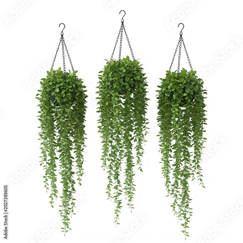 Three hanging green pothos plants in a row