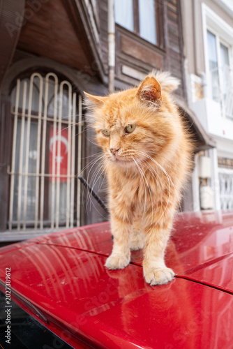 Yellow Street Cat