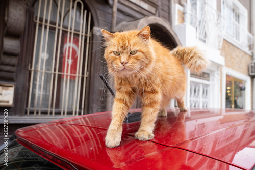 Yellow Street Cat