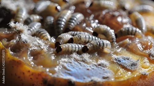 Closeup of a cluster of maggots feeding on decaying organic matter.