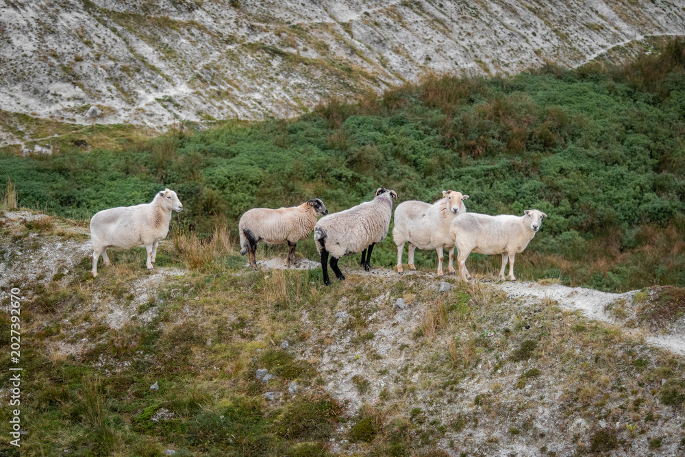 Fototapeta premium sheep in the mountains
