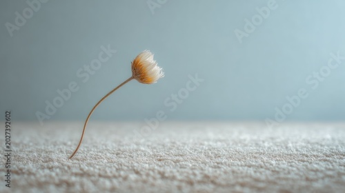 Delicate dried wildflower droops on textured surface against soft blue background