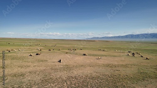 Aerial steppe landscape and herd of sheep in Kazakhstan