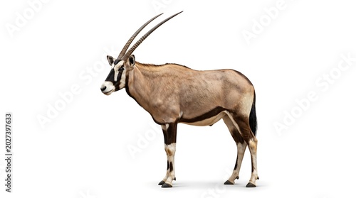 East African Oryx isolated on white background.