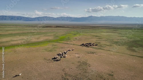Aerial steppe landscape and herd of sheep in Kazakhstan
