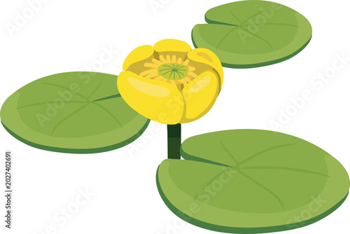Foto Yellow water lily (Nuphar lutea) flower with green leaves floating on water, vec
