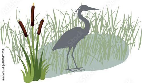 Schilderij op canvas Grey heron (Ardea cinerea) silhouette standing in swamp water with green cattail