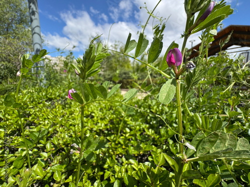 Obraz na plátně Pinkish purple flowers of a Vicia sativa plant blooming in a green field