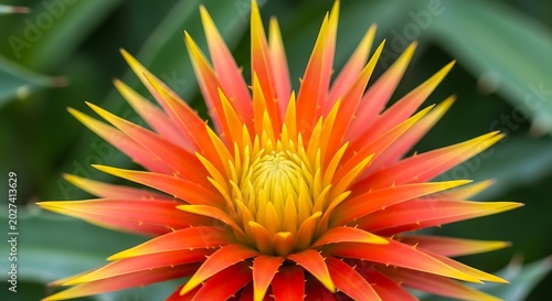 Vibrant Orange Bromeliad Flower Blooming Among Green Tropical Leaves
