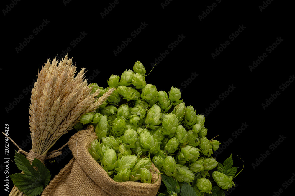 Fototapeta premium Beer brewing ingredients, hops, a sheaf of wheat ears, and grains in the linen sack on a black textured surface. Brewery concept background. Hop cones and the wheat close-up. Flat lay.