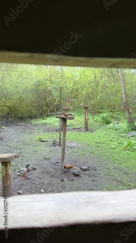 Vertical video. Ducks, pheasant and squirrel at bird feeder in rain, view through hole in hide wall.
