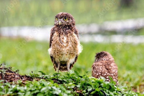 Burrowing Owl