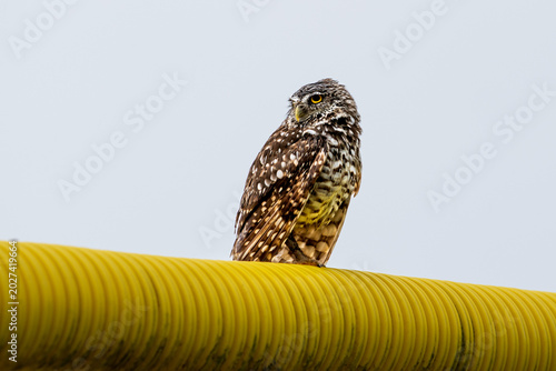 Burrowing Owl