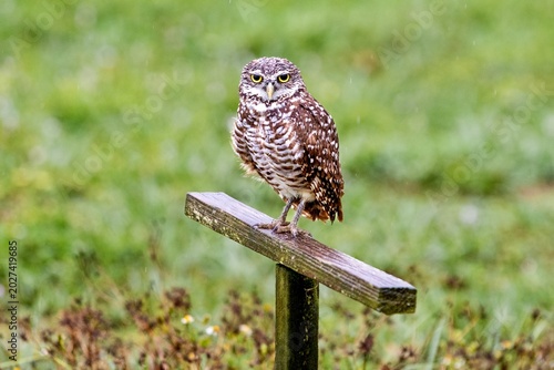 Burrowing Owl