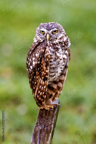Burrowing Owl