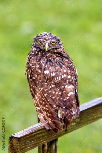 Burrowing Owl