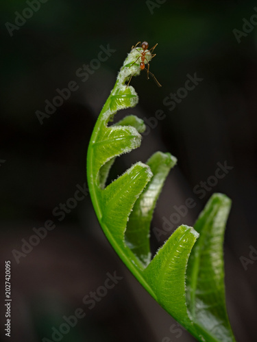 Ant on top of a tropical plant leaf