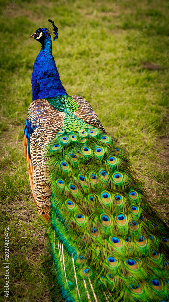 Fototapeta premium Peacock with beautiful blue and green plumage