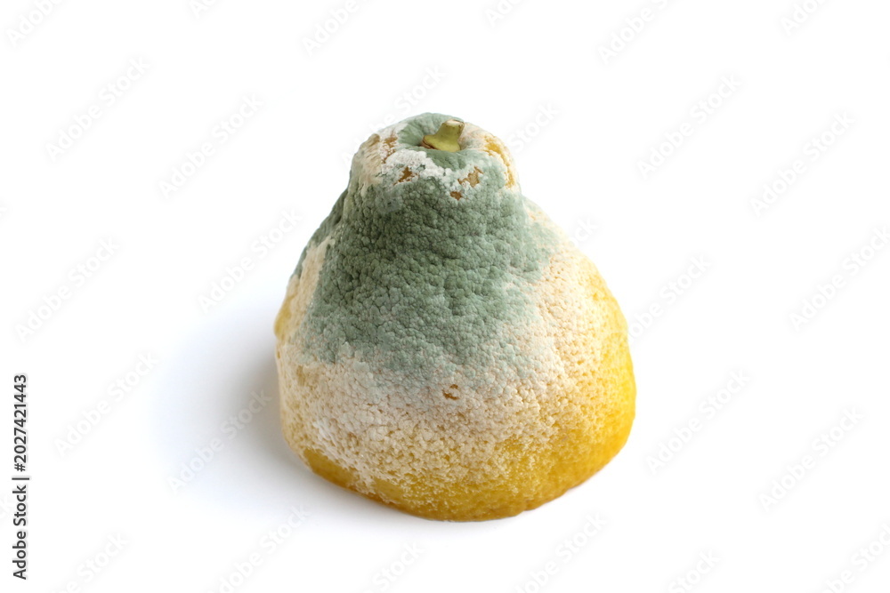 Fototapeta premium There is a spoiled lemon with mold on a white background.