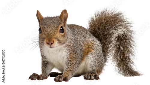 Photography Fluffy grey squirrel with bushy tail, isolated on transparent background