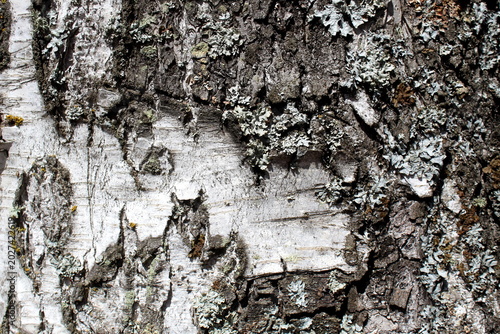 Tableau sur toile Texture of aged birch bark.