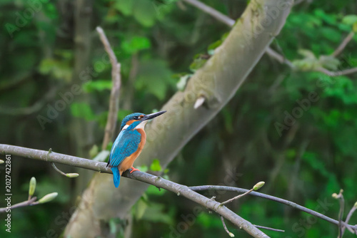 KingfisherA female Kingfisher standing on a dead tree branch above a water way