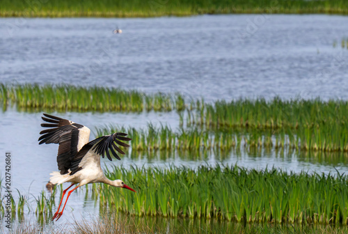Low Flight Above the Wetland