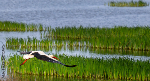 Stork Skimming the Marsh Waters