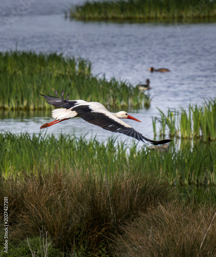 The Flight of a White Stork