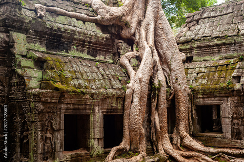Angkor Wat - Ta Prohm