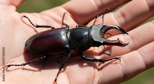 Glossy Stag Beetle Resting on Open Human Hand Outdoors