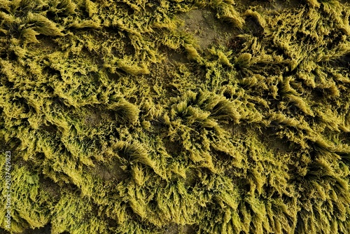 Fotografie The green plants that cover these rocks are a type of green algae or often called sea moss