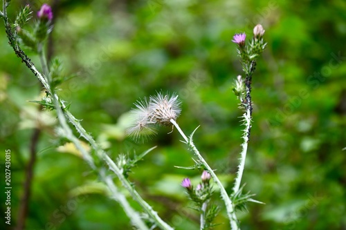 Foto Fluffy white thistle seed head with downy pappus seeds and small pink buds on a prickly stem against a blurred green forest background, natural growth cycle