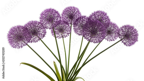 Tableau sur toile Purple allium flowers with green stems, isolated on transparent background