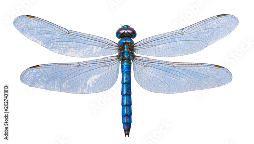 Bild auf Leinwand Detailed blue dragonfly with iridescent wings, isolated on transparent backgroun