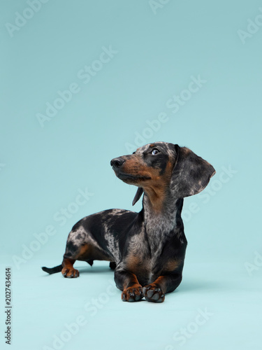 Obraz na plátne A dachshund sits and looks up with both ears lifted
