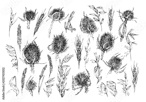 Foto Pack de elementos florales dibujados a mano, flores de línea negras sobre fondo blanco, cardos, espigas, trigo, flores secas