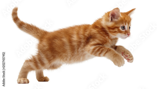 Fotografía Orange tabby kitten mid-air jump, isolated on transparent background