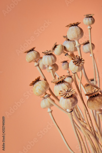 Foto Still life of dried Papaver somniferum seed capsules and slender stems arranged against a warm peach textured background
