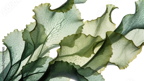 Tableau sur toile Translucent green seaweed fronds with intricate veining, isolated on transparent