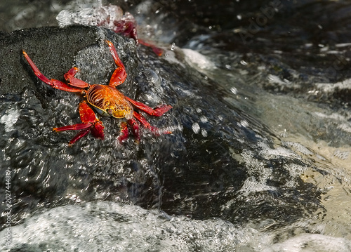 GALAPAGOS ISLANDS, ECUADOR – Brightly colored Sally Lightfoot crabs cling to black volcanic rock in the Galapagos, their vivid red and orange shells contrasting with the dark lava formations.
