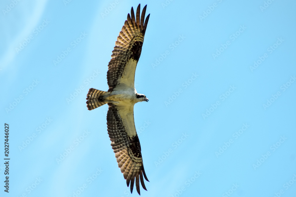 Osprey in flight with wings spread