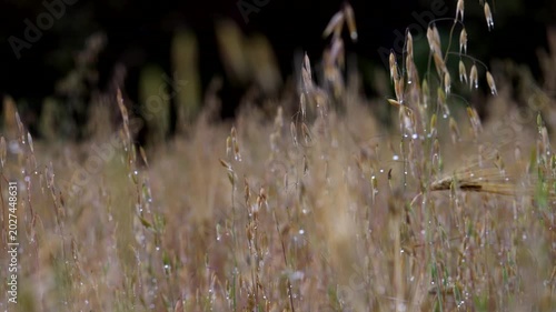 Tall grass with drop of water after rain day. Panning 4K
