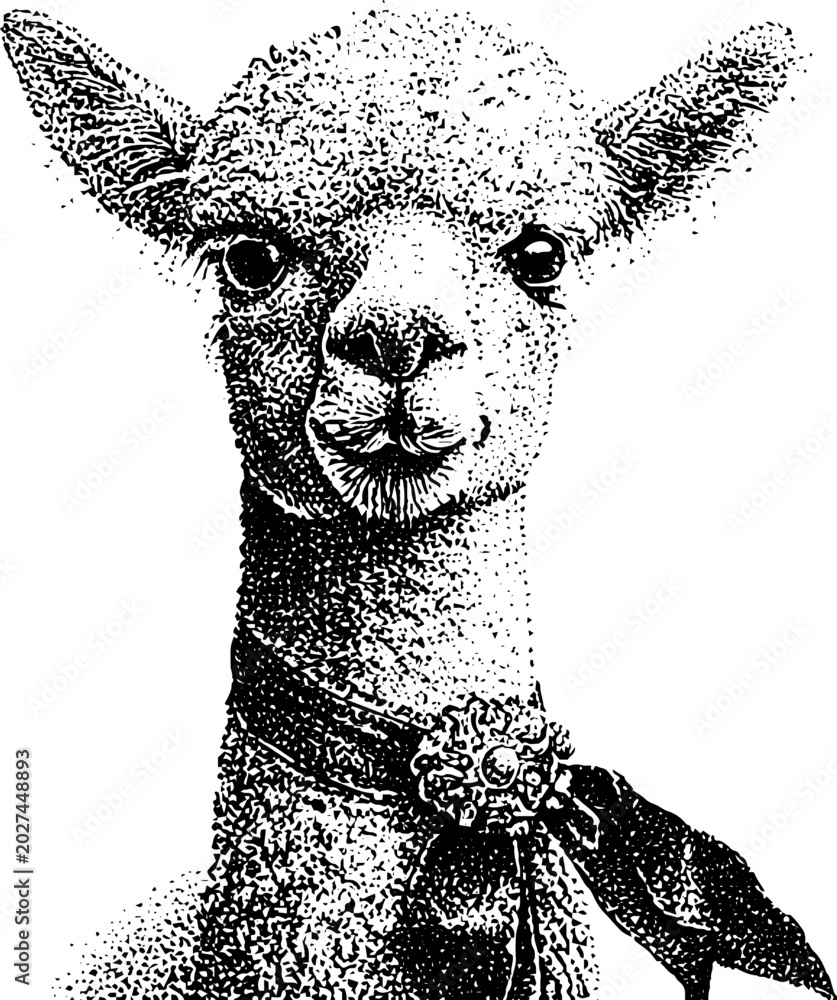 Fototapeta premium Alpaca wearing ribbon and collar in closeup portrait