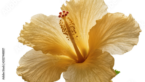 Photos Delicate pale yellow hibiscus flower with stamen and pistil, isolated on transpa