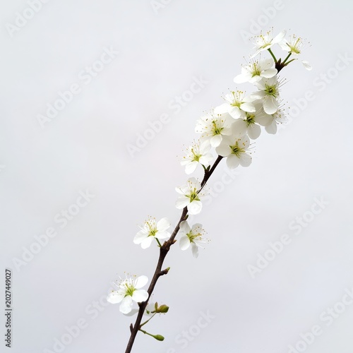 Branches of White Flowers Bloom Against a Light Background in Spring Season