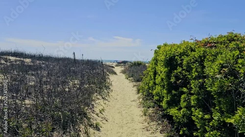 First person view (FPV)-Walking sandy vegetation lined trail leading to the beach at Sullivan Island, SC looking forward to a pleasant sunny day at the sea shore