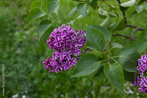 Obraz na płótnie Detailed close-up of a Syringa vulgaris Sensation cultivar cluster featuring purple petals with white margins and green leaves in a spring garden